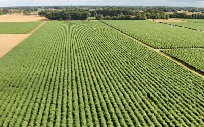 Zomerse groei in volle gang